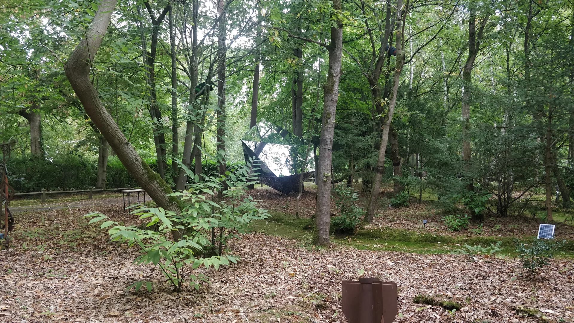 aLuminae dans la clairière — fougères et feuilles mortes